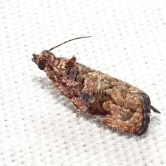 Endothenia