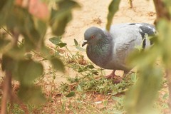 Columba livia