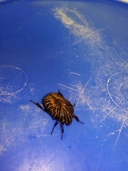 Gymnetis stellata