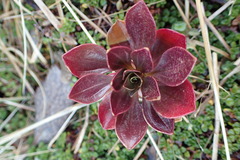 Gentianella impressinervia