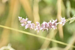 Mentha longifolia asiatica