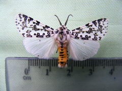 Alpenus maculosa