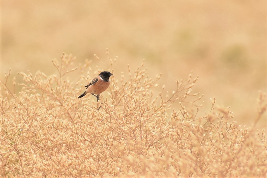 West Siberian Stonechat