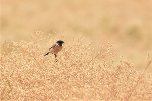 West Siberian Stonechat