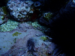 Parablennius laticlavius