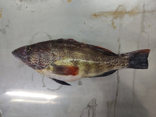 Parrot sand bass (Paralabrax loro) — Serranidae — 2