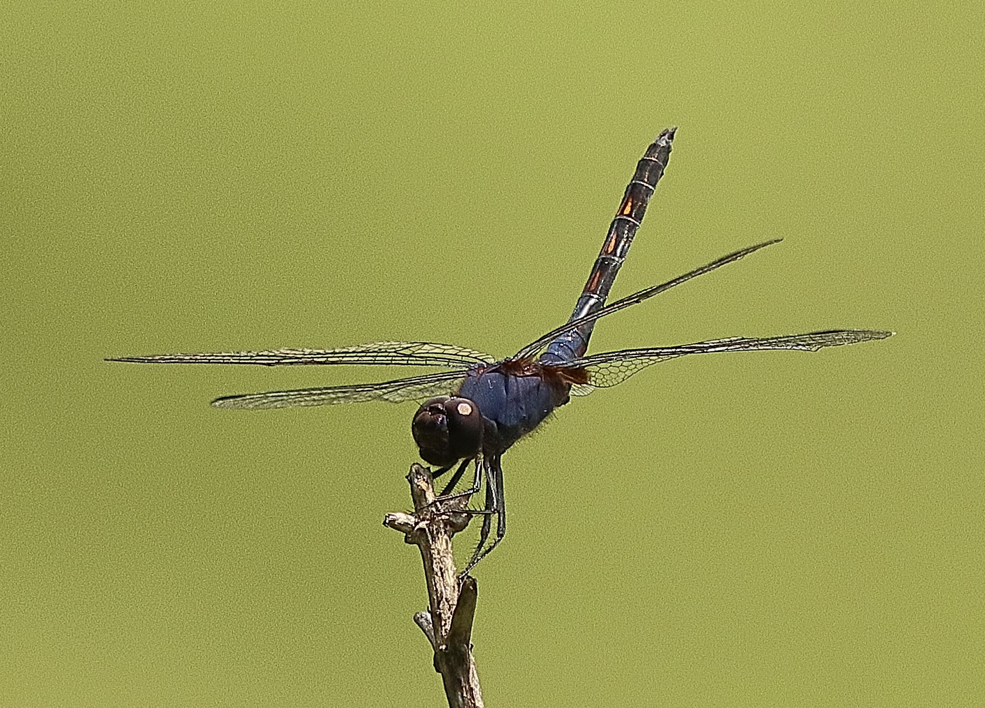 Black Stream Glider