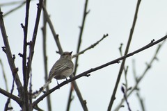 Muscicapa striata