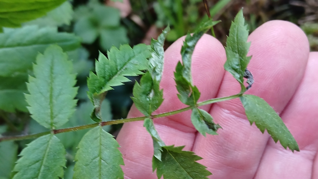 Contarinia sorbi