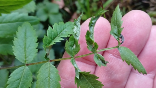 Contarinia sorbi