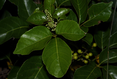 Allophylus timorensis