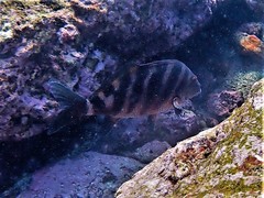 Chirodactylus spectabilis