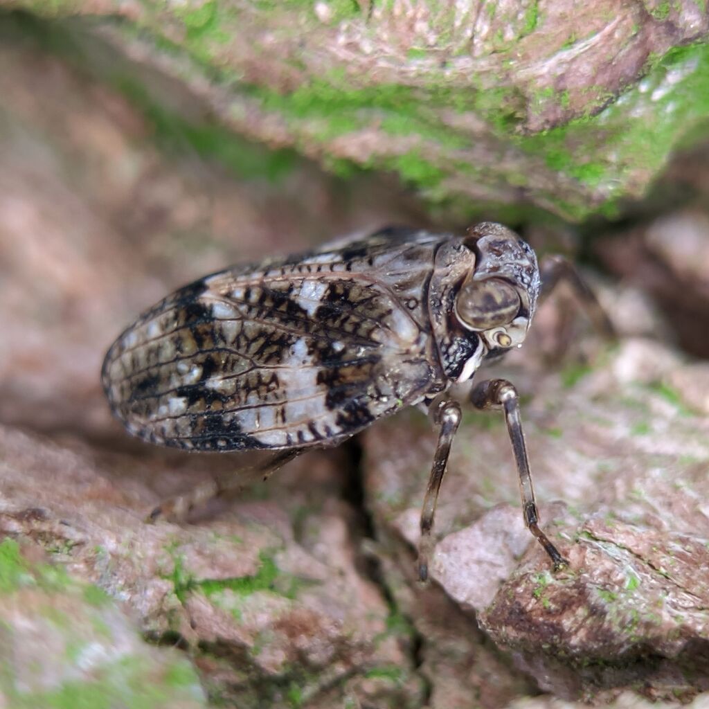 scarce issid bug