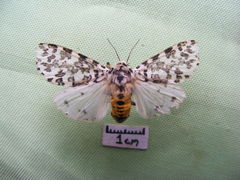 Alpenus maculosa