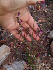 Polygala wittebergensis