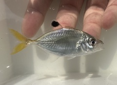 Brownback Trevally photo 2