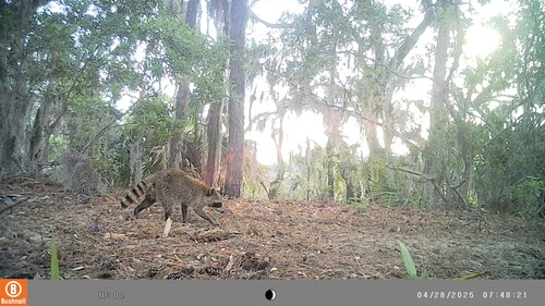Common Raccoon photographed in South Carolina