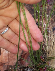 Polygala wittebergensis