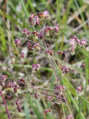 Quaking grass
