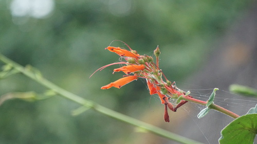 Sinningia bulbosa