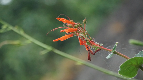Sinningia bulbosa
