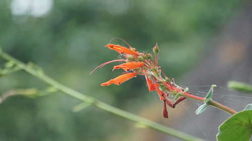 Sinningia bulbosa