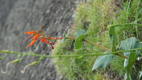 Sinningia bulbosa
