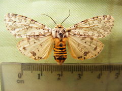 Alpenus