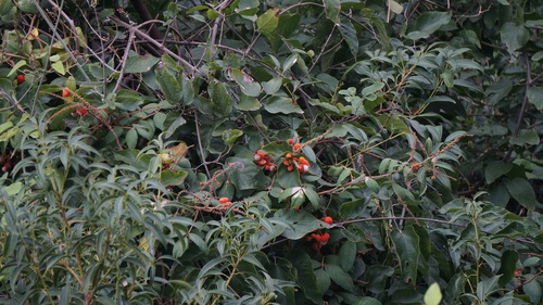 Paullinia timbo (Paullinia carpopodea)