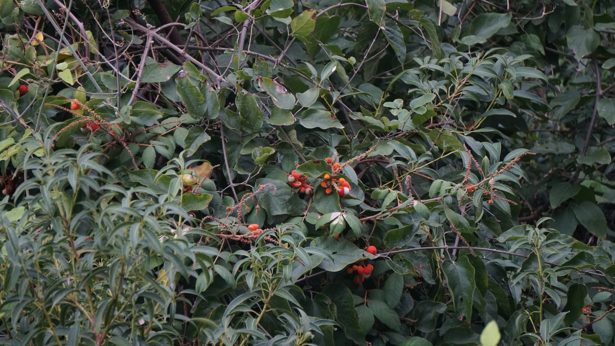 Paullinia Timbo (Paullinia carpopodea)
