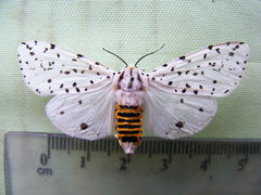 Alpenus nigropunctata