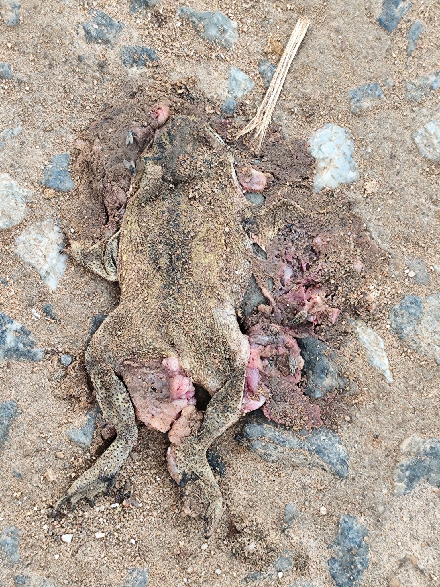 Indian Common True Toad