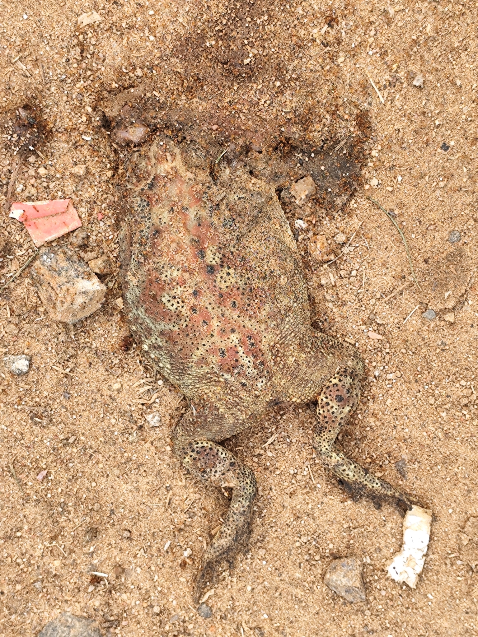 Indian Common True Toad