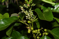 Allophylus timorensis