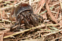 Coenobita cavipes