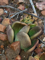 Tylecodon ventricosus