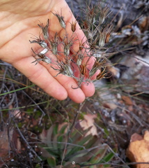 Tylecodon ventricosus
