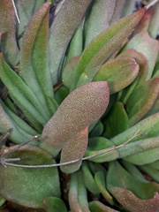 Tylecodon ventricosus