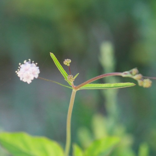 Slender spiderling (Boerhavia triquetra)