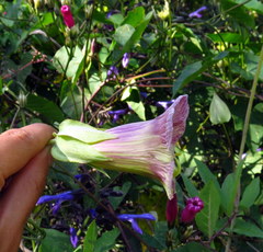 Cobaea stipularis