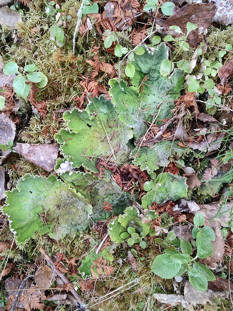 Peltigera latiloba