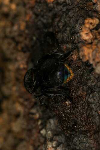 Black Orchid bee