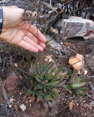 Tylecodon ventricosus