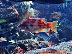 Bodianus unimaculatus