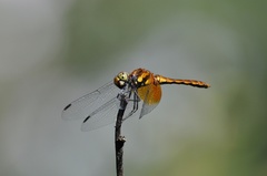 Sympetrum speciosum