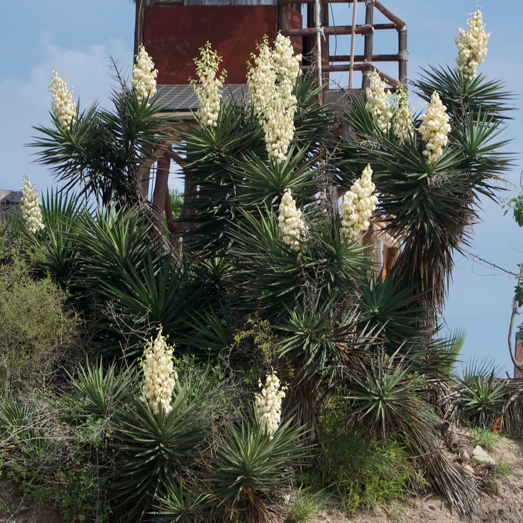 Cape Region yucca