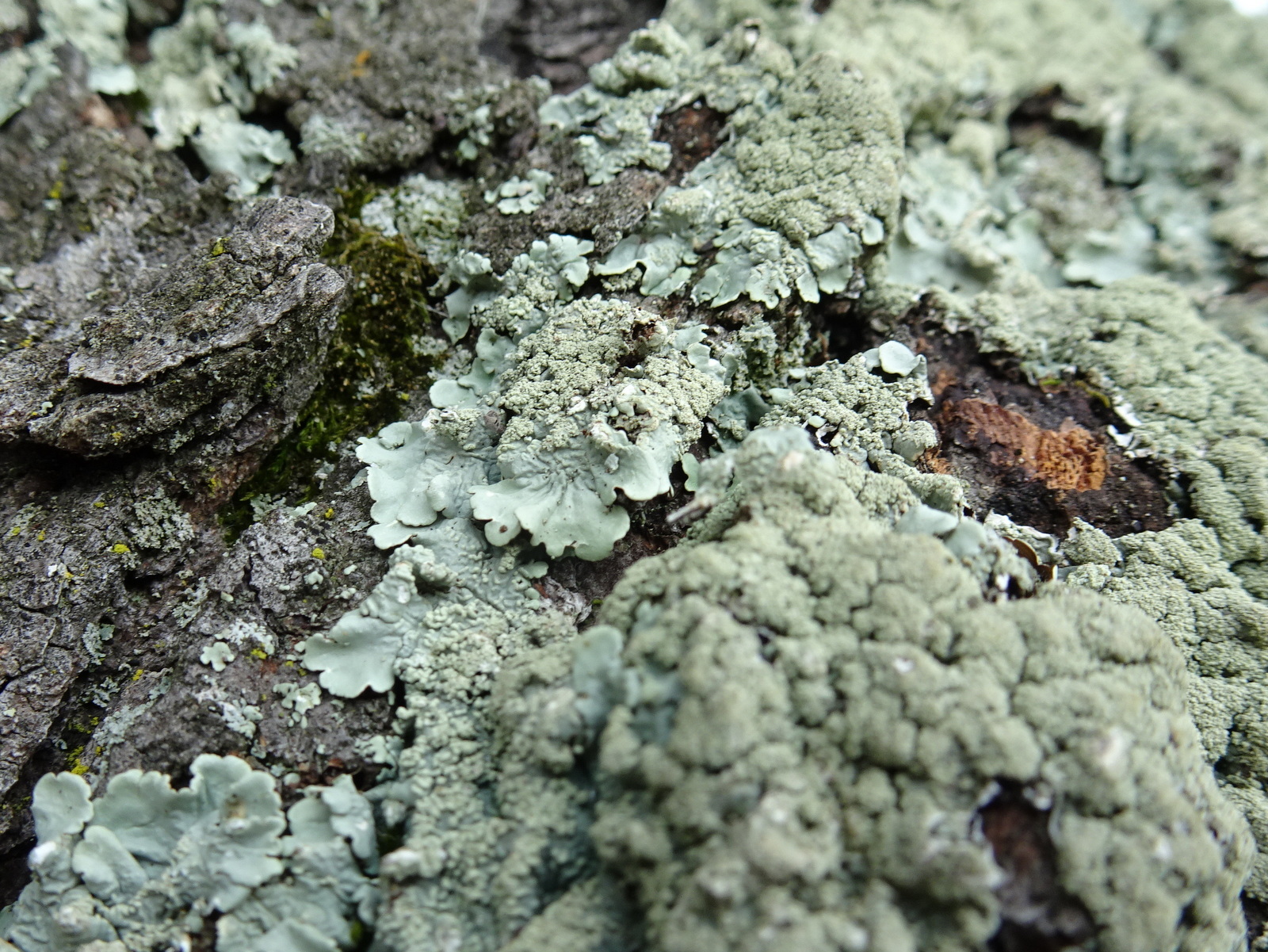 Flavoparmelia image