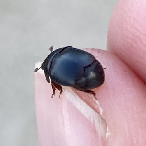 Small Hive Beetle photo 3