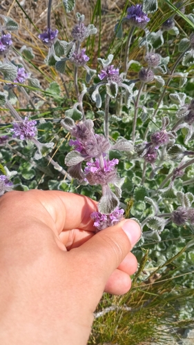 Horehound (Marrubium supinum)