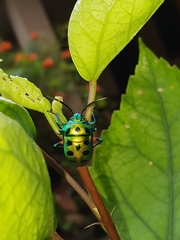 Chrysocoris purpureus